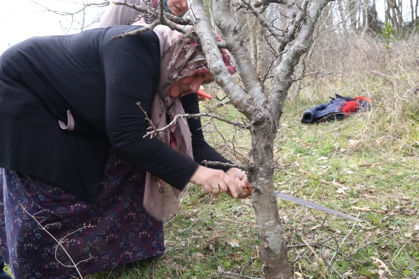 Meyve Fidanı Desteği